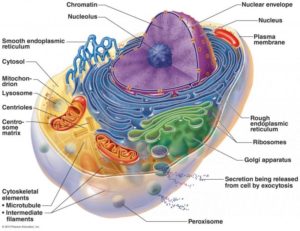 Struktur Sel Hewan  dan Manusia Materi Kimia
