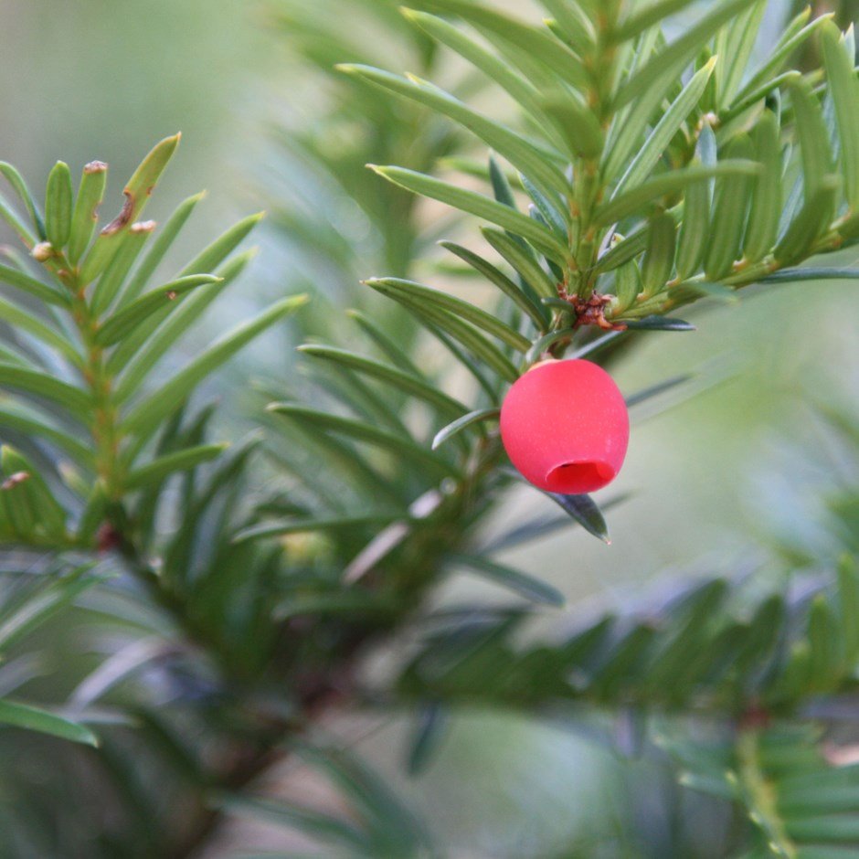 Taxus Baccata