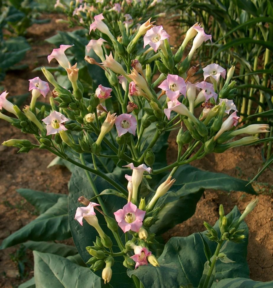Tembakau (Nicotiana Tobacum)
