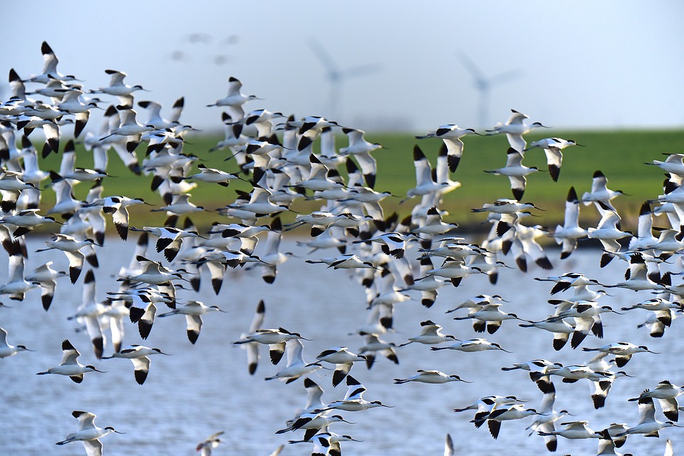 Migrasi Burung Avocet