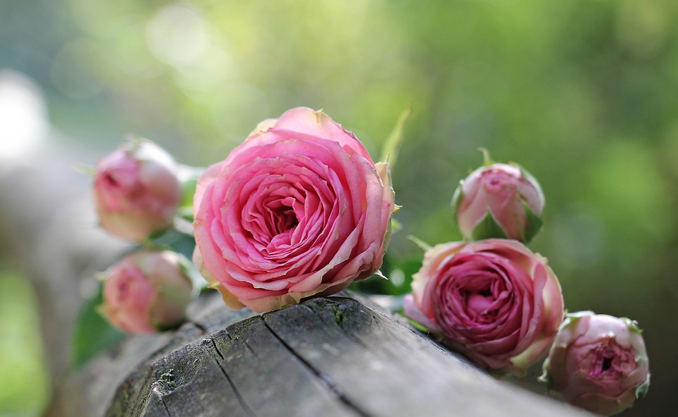 Bunga Mawar Merah Muda (Mm)