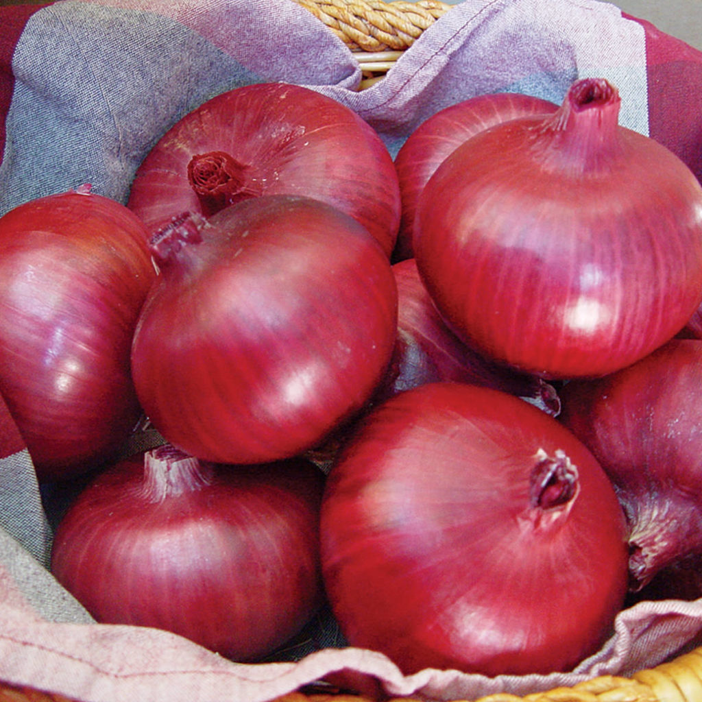 Chianti F1 Hybrid Red Grano Onion