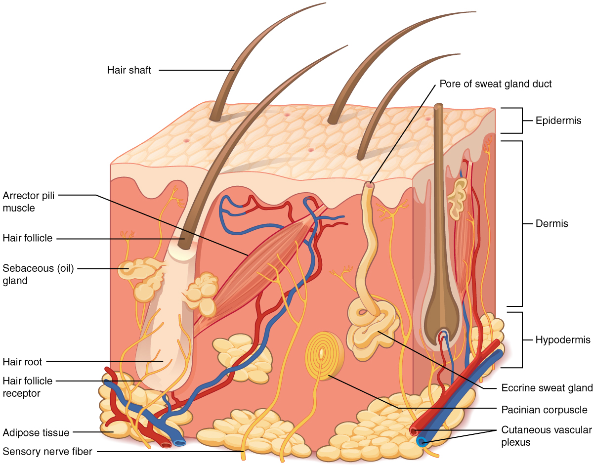 Gambar Anatomi Kulit