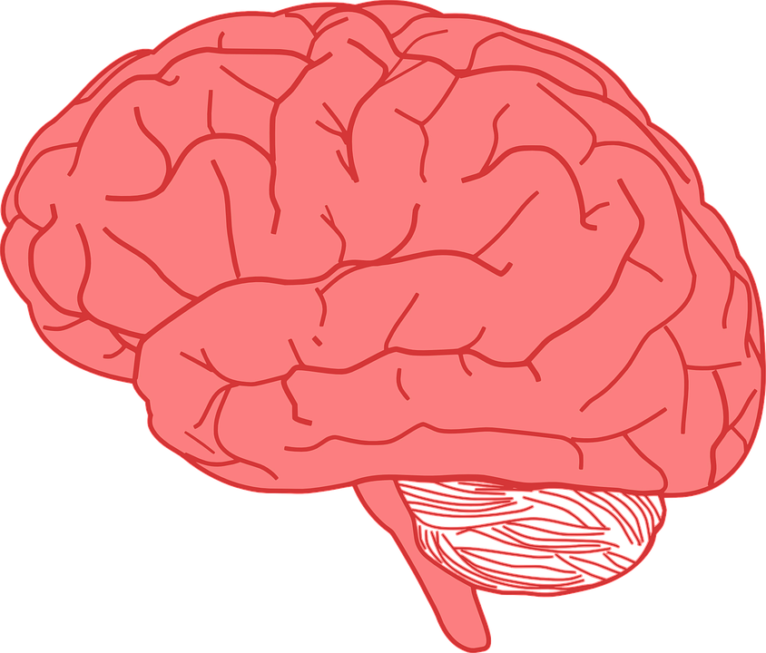 Gambar Anatomi Otak