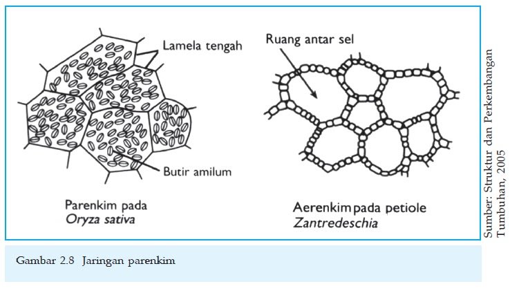 Gambar Jaringan Parenkim