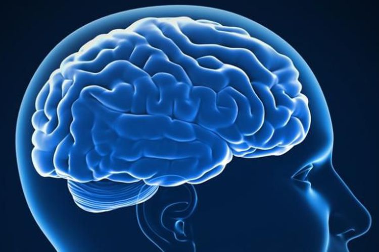 Gambar Otak Manusia