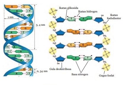 Gambar Struktur DNA