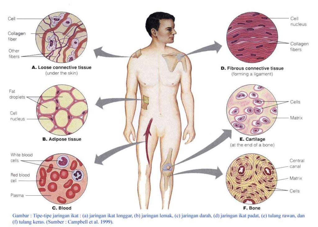 Macam - Macam Jaringan Ikat pada Manusia dan Hewan