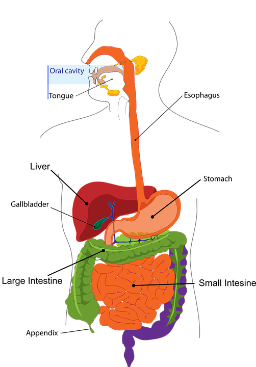 Sebutkan Organ Organ Penyusun Sistem  Pencernaan  Coba 
