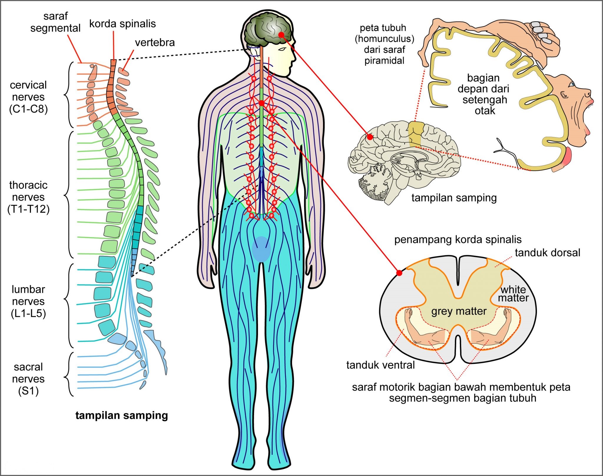 Anatomi Sistem Saraf Manusia
