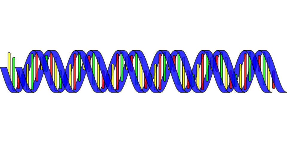 Struktur RNA