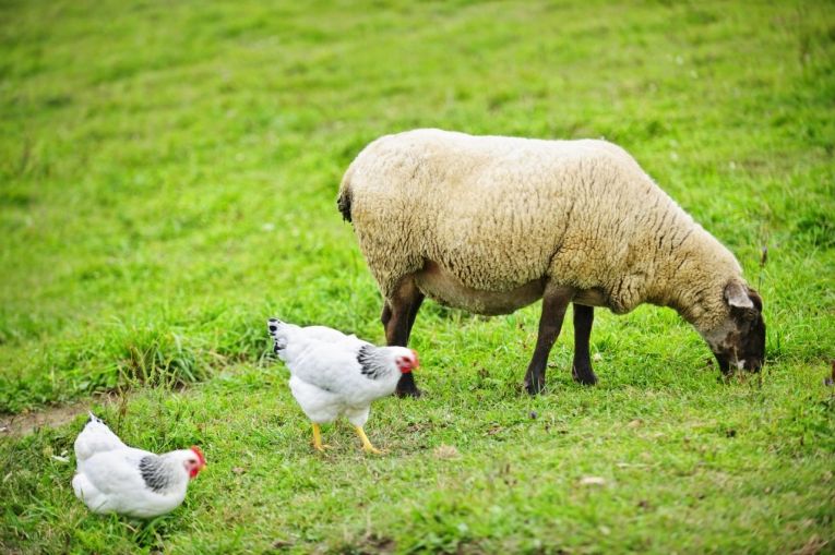 Contoh Fenomena Interaksi Netralisme Ayam dan Kambing