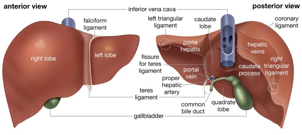 10 Organ Manusia dan Fungsinya - Materi Kimia