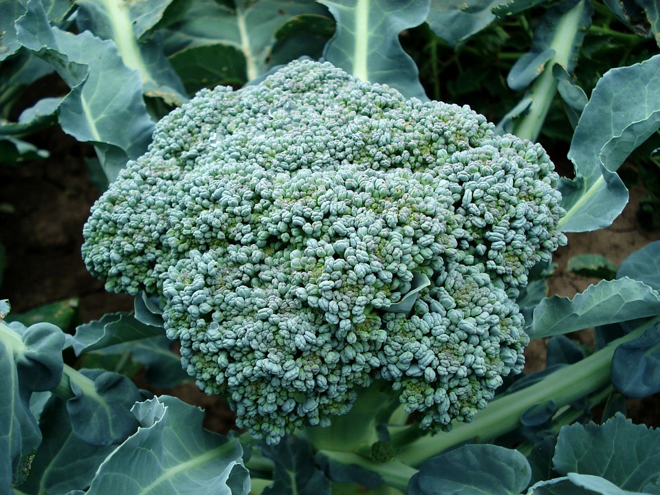 Contoh Simbiosis Antibiosis Brokoli dan Jamus Verticillum sp