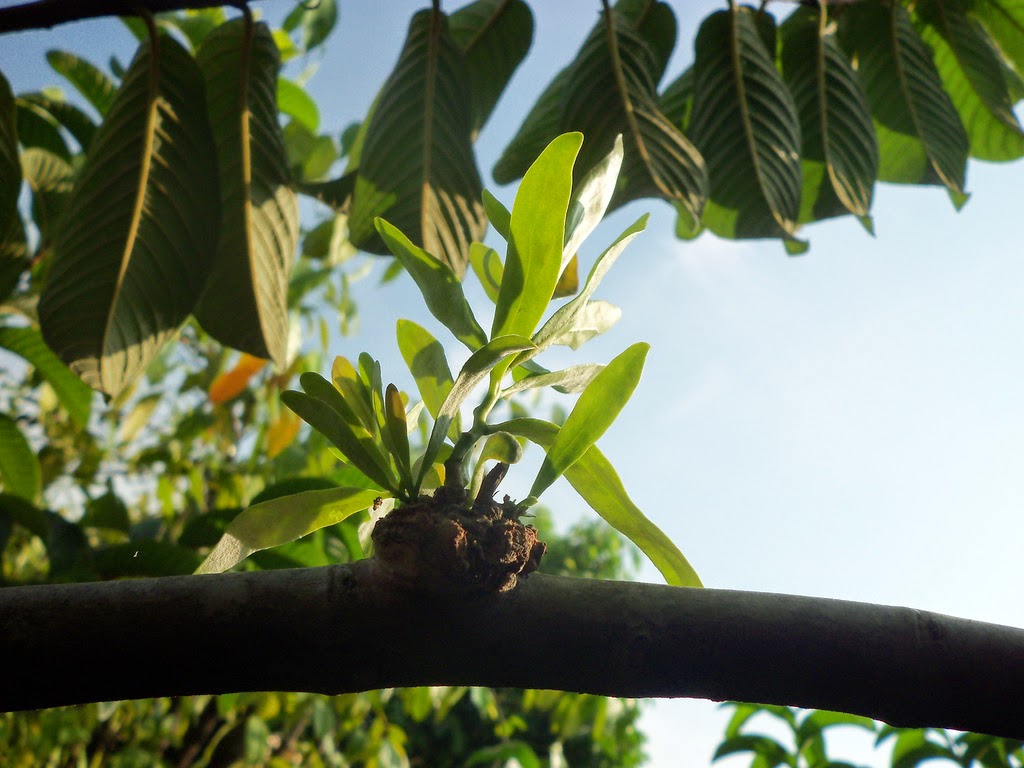 Benalu yang hidup di atas pohon mangga merupakan contoh simbiosis parasitisme karena