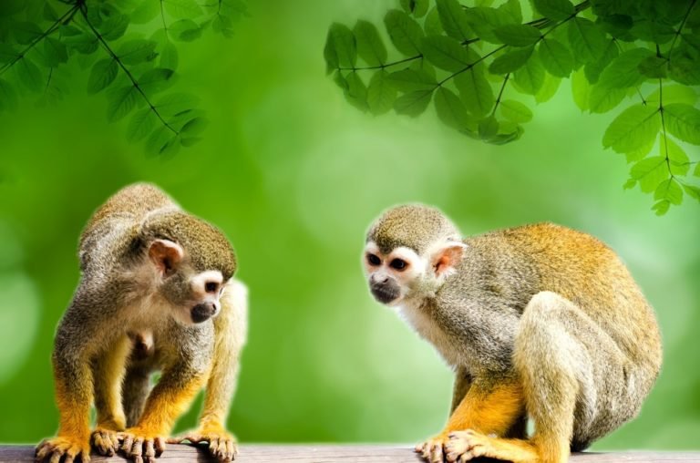 Kera Hutan Amazon | MateriKimia