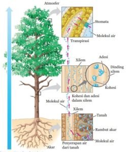 Pengangkutan Air pada Tumbuhan | MateriKimia