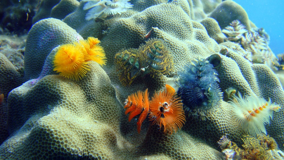 Ekosistem Bawah Laut