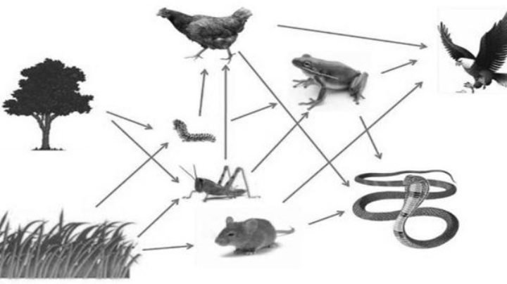 Rangkaian Sel Galvani dan Penjelasannya - Materi Kimia