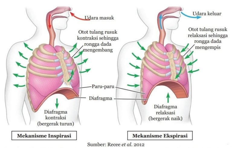 Rangkuman Sistem  Pernapasan  pada  Manusia  MateriKimia