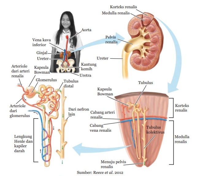 Struktur dan Fungsi Organ Sistem Ekskresi pada Manusia - Materi Kimia