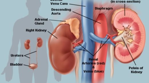 Gambar Sistem Otot Organ Manusia Kelas 7 Mekanisme Pendengaran Manusia Secara Singkat Materi Kimia