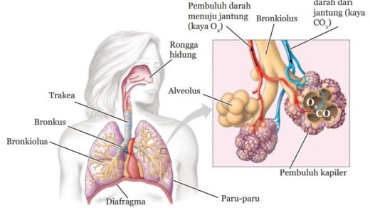 5 Soal Un Sistem Pernapasan Smp 2014 2018 Materi Kimia