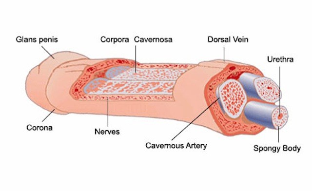 Gambar Anatomi Penis