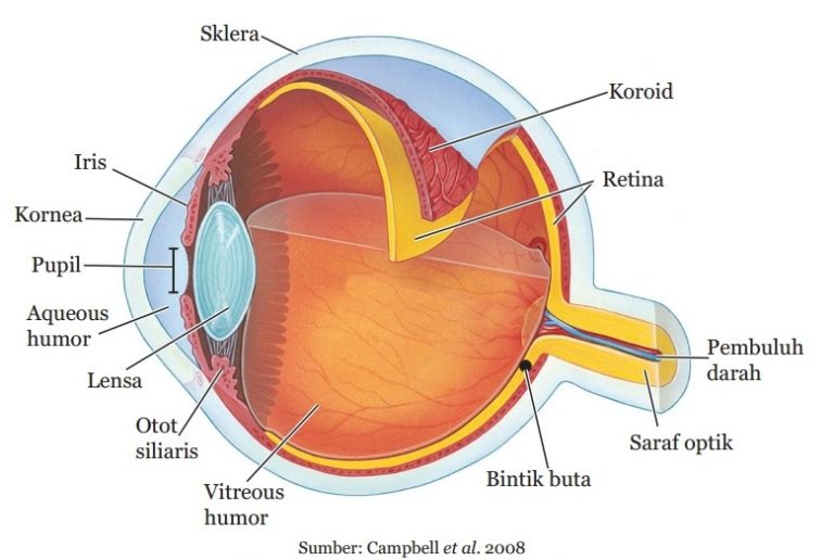 Mekanisme atau Proses Penglihatan Mata Manusia dan Mata 
