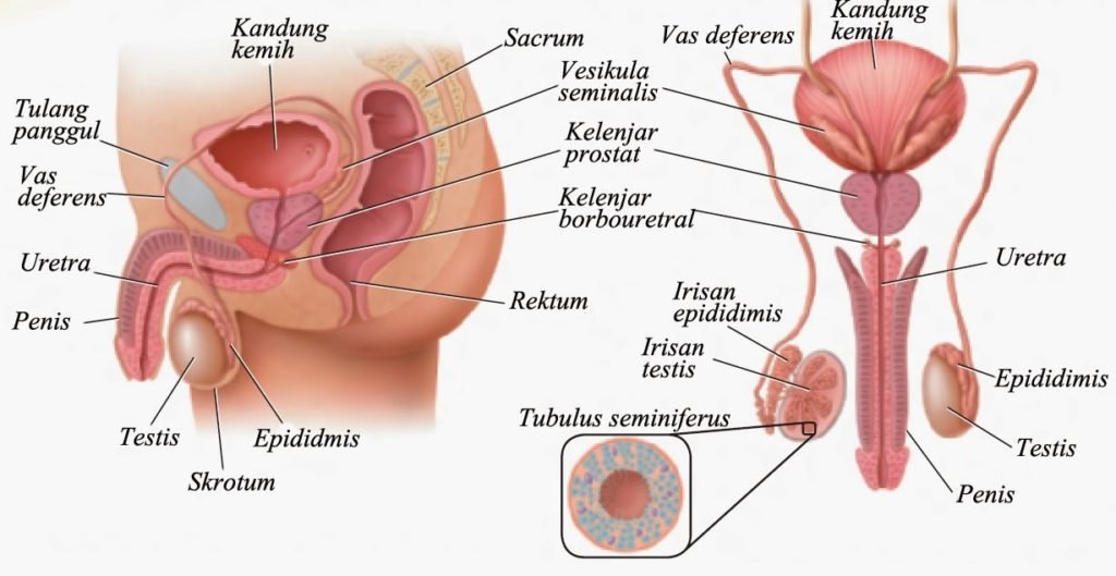 Gambar Organ Reproduksi Pria