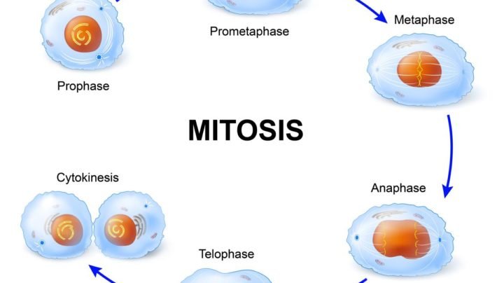 Tahap Pembelahan Sel Secara Mitosis De Biology - Riset