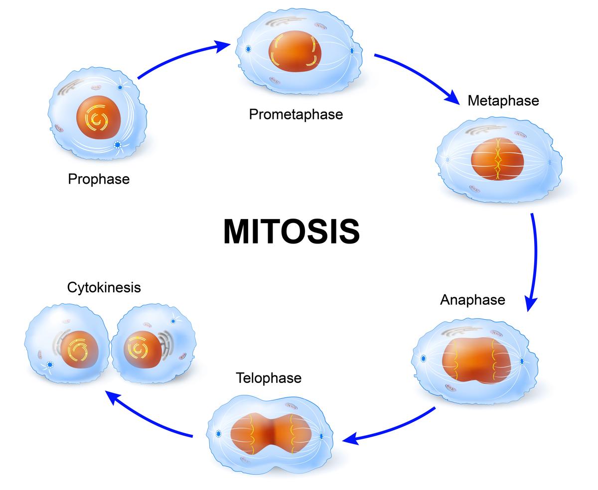 13 Ciri Ciri Pembelahan Mitosis Materi Kimia