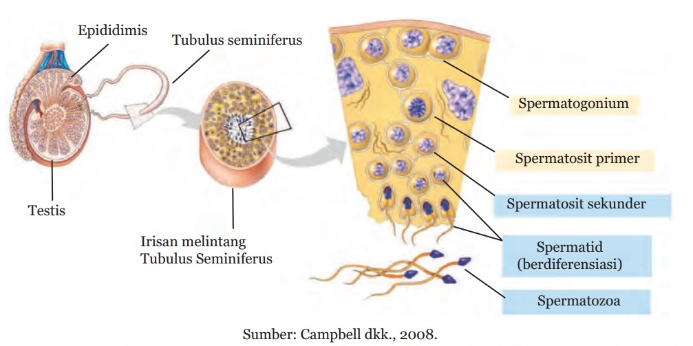 Skema Spermatogenesis  dan Oogenesis pada Manusia beserta 