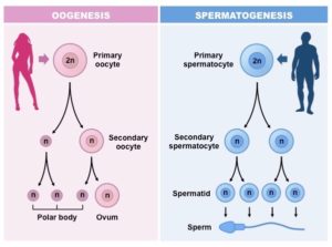 skema oogenesis dan spermatogenesis | materikimia