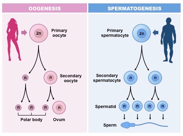 Skema Oogenesis dan Spermatogenesis