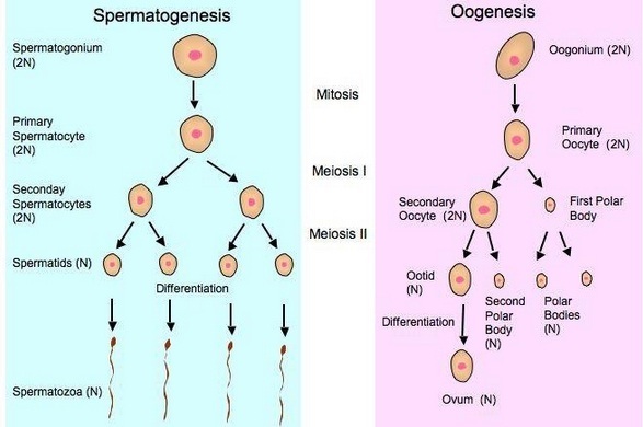 Oogenesis pada manusia setiap sel diploid menghasilkan
