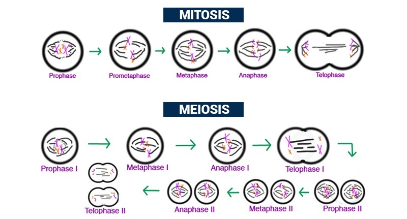Tahap Pembelahan Mitosis Dan Meiosis | Images and Photos finder