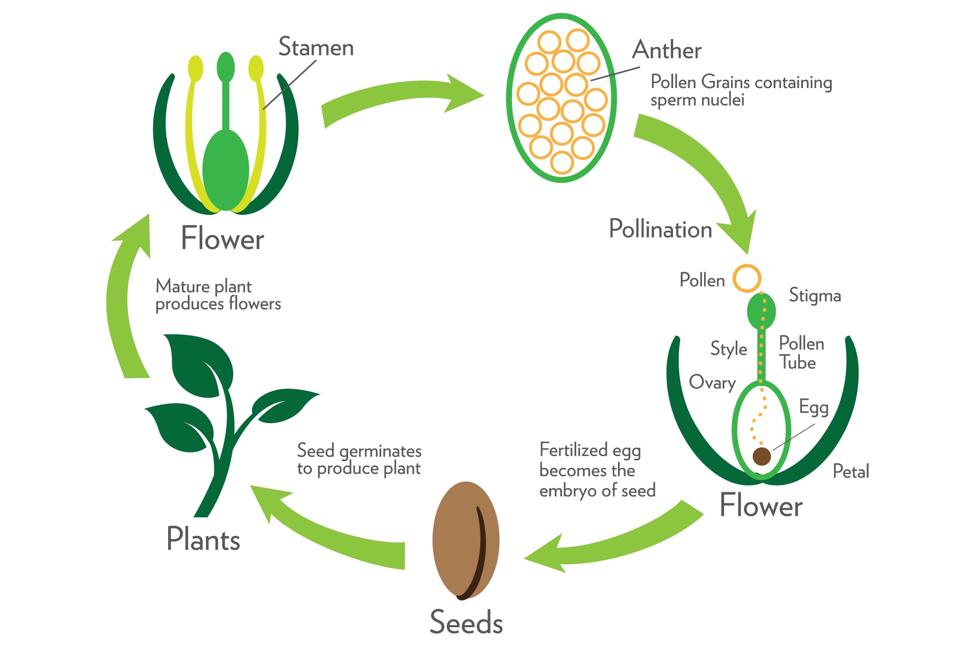 Pada tumbuhan biji pembuahan didahului oleh penyerbukan yaitu