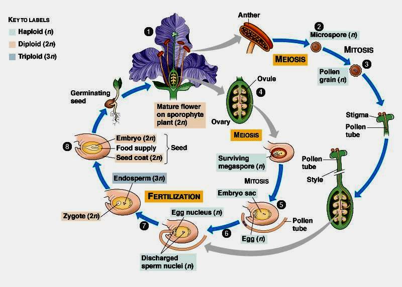 Bagaimana mekanisme pembuahan pada angiospermae untuk membentuk cadangan makanan