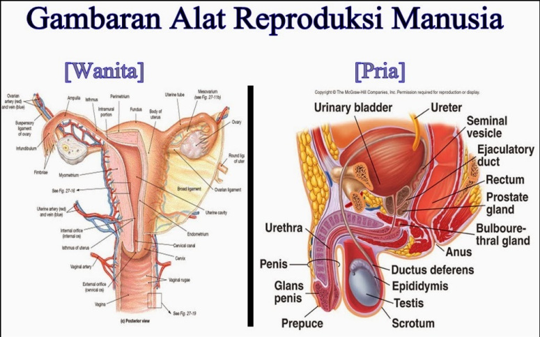 Gambar Anatomi Sistem Reproduksi Manusia