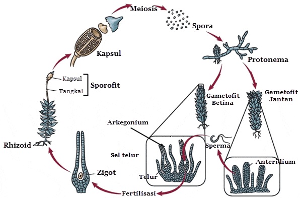 Pada daur hidup tumbuhan lumut, fase setelah spora adalah