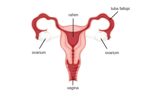 Gambar Organ Reproduksi Wanita bagian Dalam