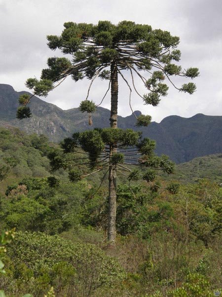 30 Contoh Tumbuhan Gymnospermae beserta Nama  Latinnya 