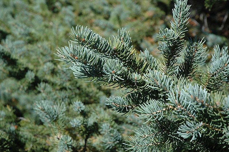 Gambar White Spruce (Picea glauca)