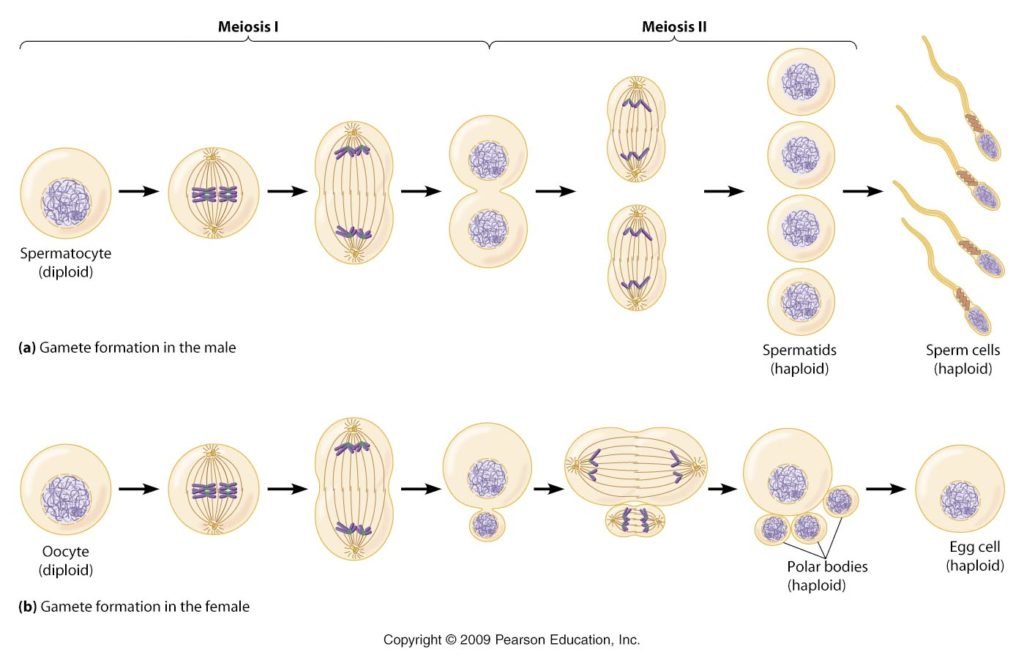 Perbedaan Spermatogenesis dan Oogenesis