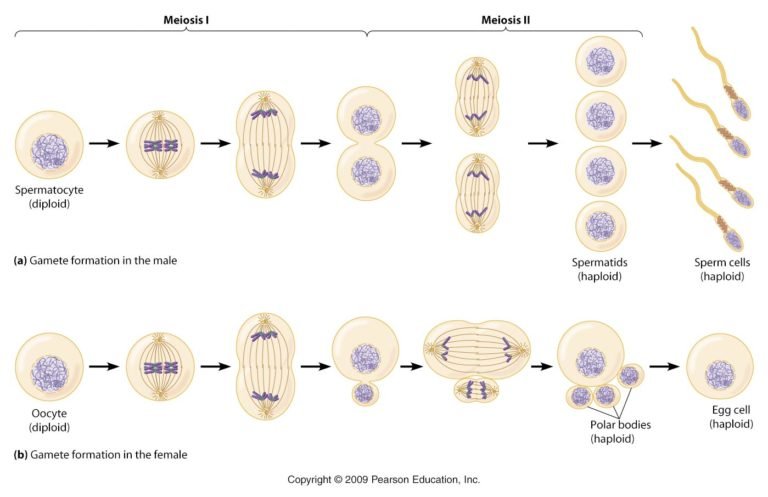 Pengertian Spermatogenesis Dan Oogenesis Tahapan Dan 