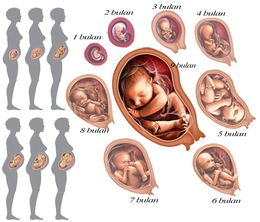 Proses Kehamilan