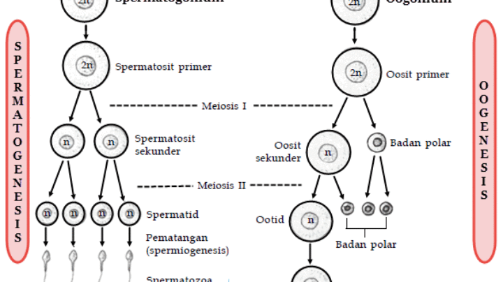 Skema Oogenesis