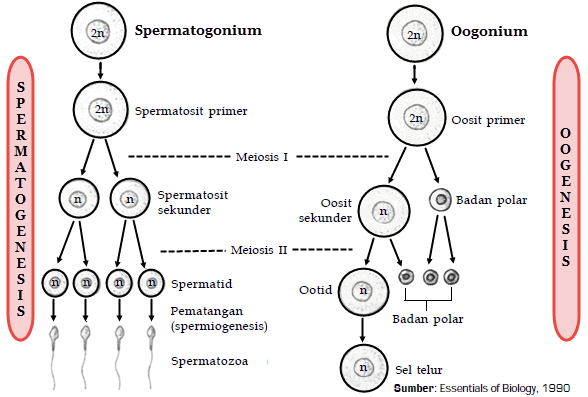 6 Persamaan Spermatogenesis dan Oogenesis  Materi Kimia