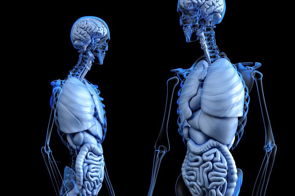 Anatomi Tulang dan Organ Dalam